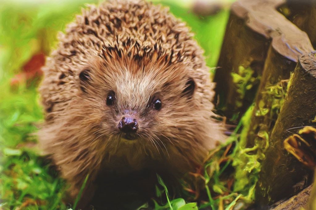 Hedgehog Care Tips